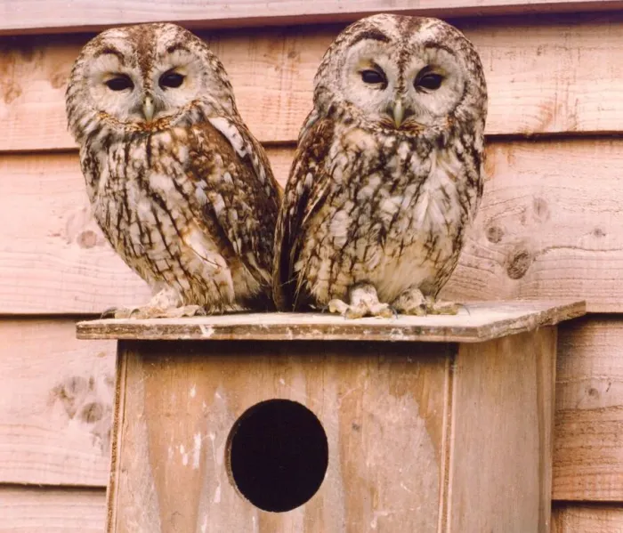 Framed Print : These juvenile owls like each others company Framed Print : These juvenile owls like each others company