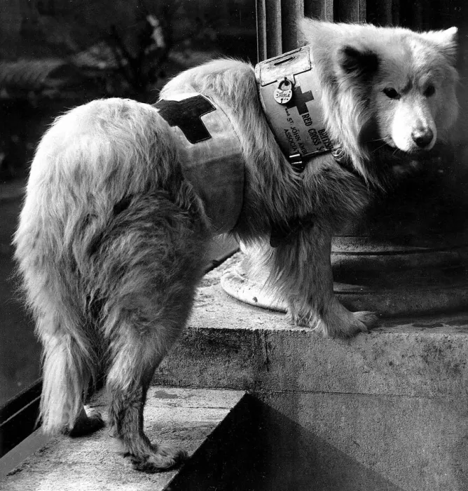 Framed Print : Kaifas, one of the dogs appearing in Tigers Club'at the Garrick Theatre Framed Print : Kaifas, one of the dogs appearing in Tigers Club'at the Garrick Theatre