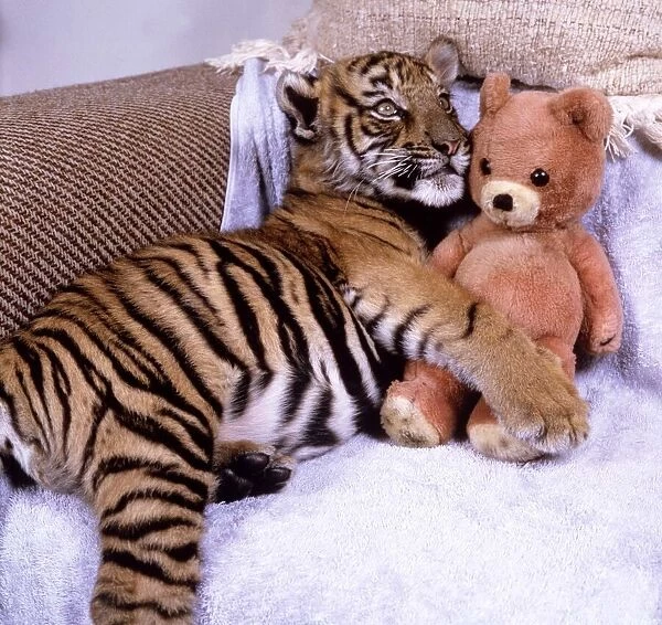 Kalash, the only surviving Indian tiger cub from a litter which the mother had neglected