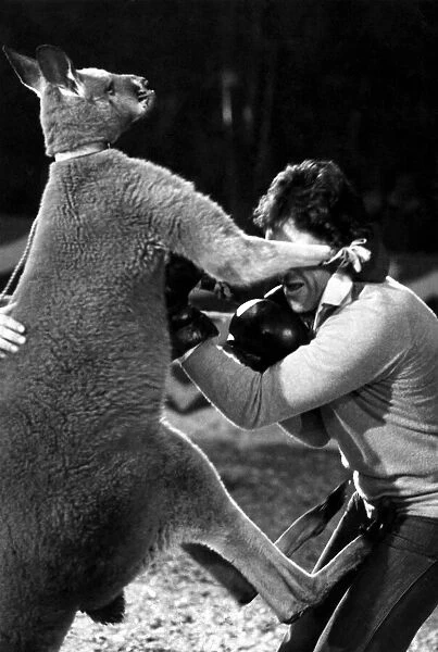 The kangaroo kick that became a sore point with Sacha Distel. April 1978