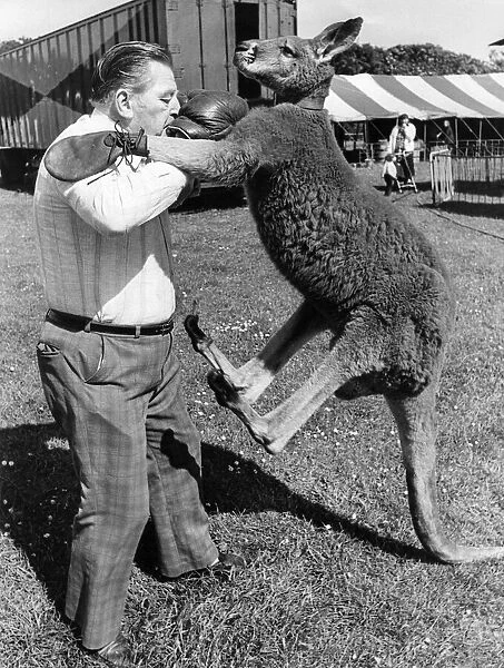 A kangaroo in a sparring session with owner Jacko Fossett