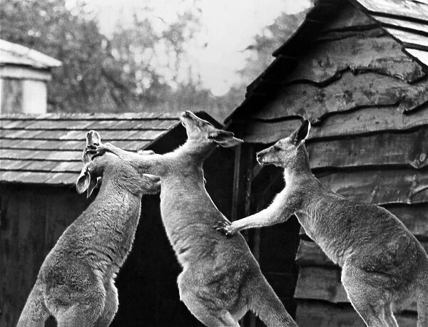 Two kangaroos fighting at Bristol Zoo. August 1965