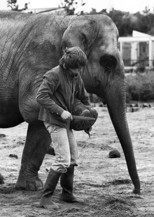 Framed Print : Kate the elephant just puts her feet up - and John Edwards gets down to work Framed Print : Kate the elephant just puts her feet up - and John Edwards gets down to work