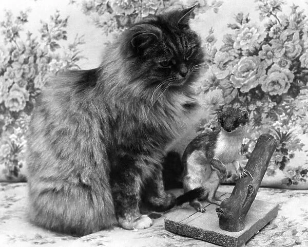 Katie the cat looks at the stoat that she killed, before it was placed on show at