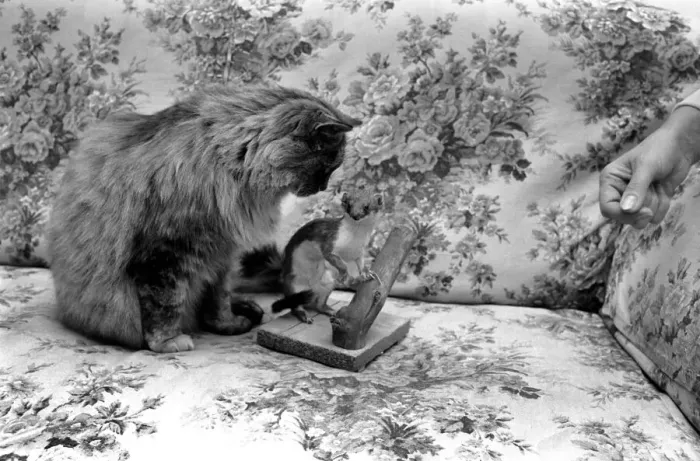 Framed Print : Katie the persian cat with a stuffed stoat. November 1969 Z11291