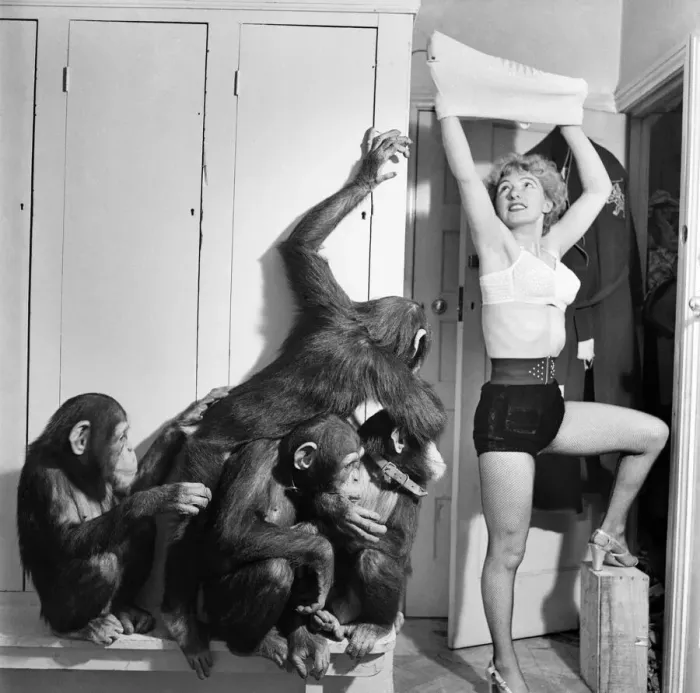 Framed Print : Kay Smart and Chimpanzees. December 1952 C5989 Framed Print : Kay Smart and Chimpanzees. December 1952 C5989