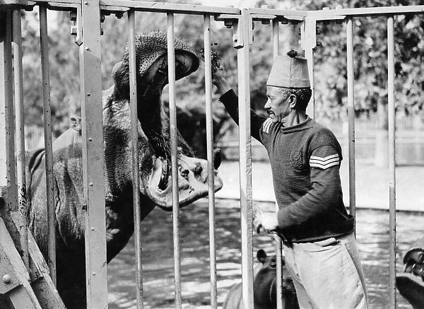 Keeper: At the Cairo Zoo. Feeding a hippopotamus. P004995