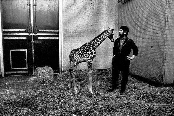 Keeper Jeff Nicklin with baby giraffe. January 1975 75-00398-003