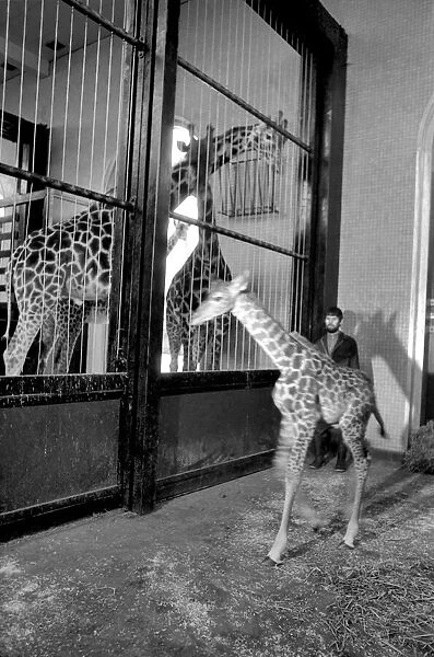 Keeper Jeff Nicklin with baby giraffe. January 1975 75-00398-001