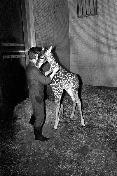 Keeper Jeff Nicklin with baby giraffe. January 1975 75-00398-006