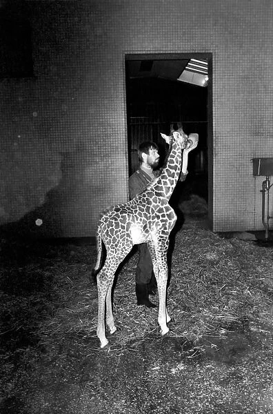 Keeper Jeff Nicklin with baby giraffe. January 1975 75-00398