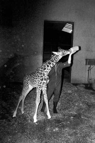 Keeper Jeff Nicklin with baby giraffe. January 1975 75-00398-008