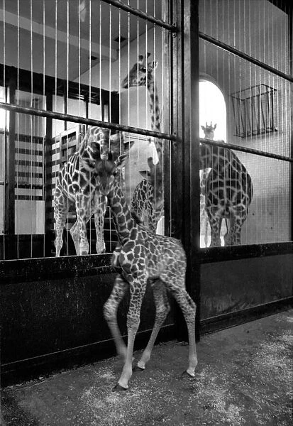 Keeper Jeff Nicklin with baby giraffe. January 1975 75-00398-005