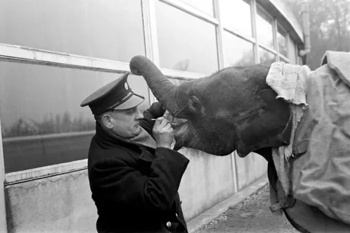 Framed Print : Keeper Laurie Gladman gives Valli, the baby Indian elephant at Whipsnade Zoo her daily Framed Print : Keeper Laurie Gladman gives Valli, the baby Indian elephant at Whipsnade Zoo her daily