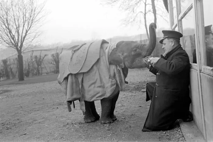 Framed Print : Keeper Laurie Gladman gives Valli, the baby Indian elephant at Whipsnade Zoo her daily