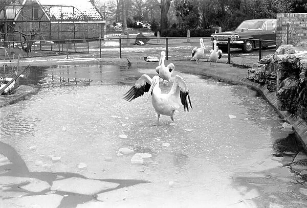 Keepers at Chessington Zoo chip the ice on the storks and ducks pond