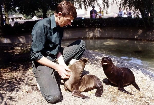 Keith Short Zoo Keeper with baby sea lions at London Zoo August 1984