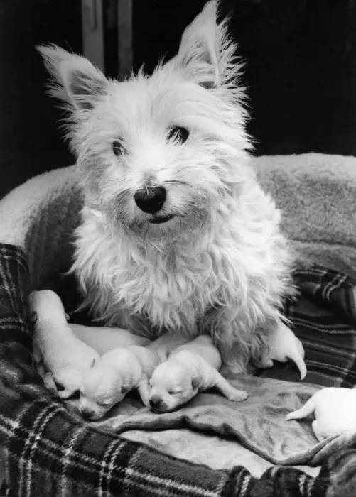Framed Print : Kelly the Highland Terrier with her puppies Framed Print : Kelly the Highland Terrier with her puppies