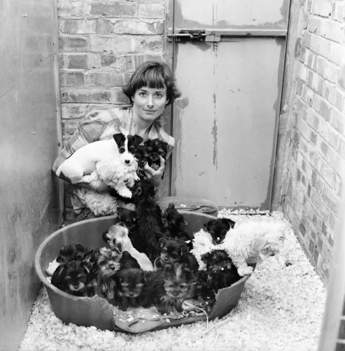 Framed Print : One of the kennel maids at a animal charity re-homing centre for unwanted