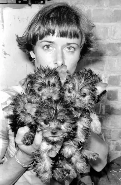 Framed Print : One of the kennel maids at a animal charity re-homing centre for unwanted Framed Print : One of the kennel maids at a animal charity re-homing centre for unwanted
