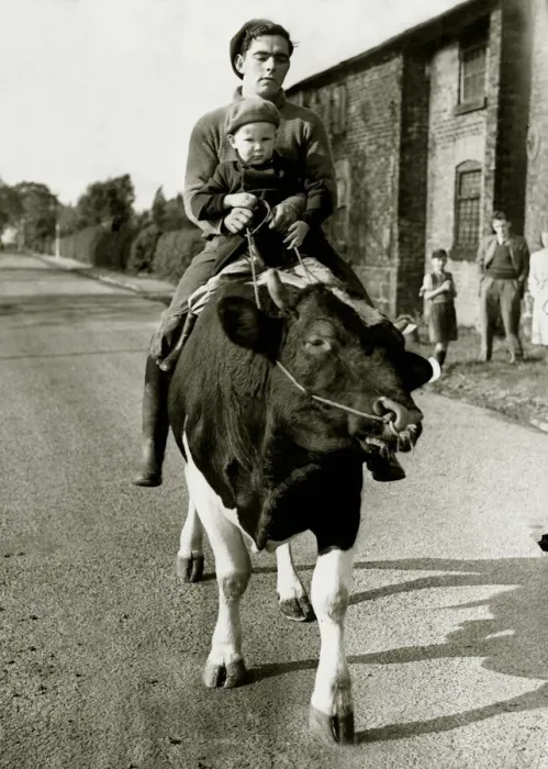 Framed Print : Kenneth Mason takes neighbour Paul Raby (3) for a ride on William the pedigree Friesian