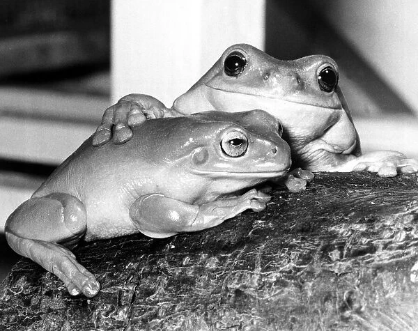 Kermit and Sheila both tree frogs snuggle up together February 1980