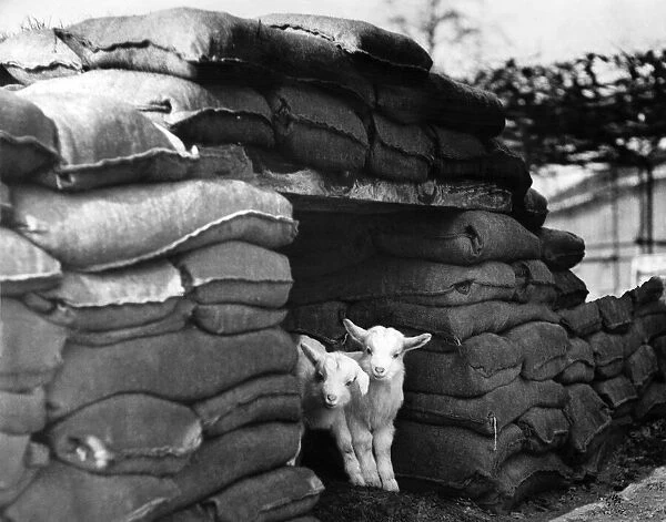 Kids at London Zoo protected by sandbags during World war two. March 1941