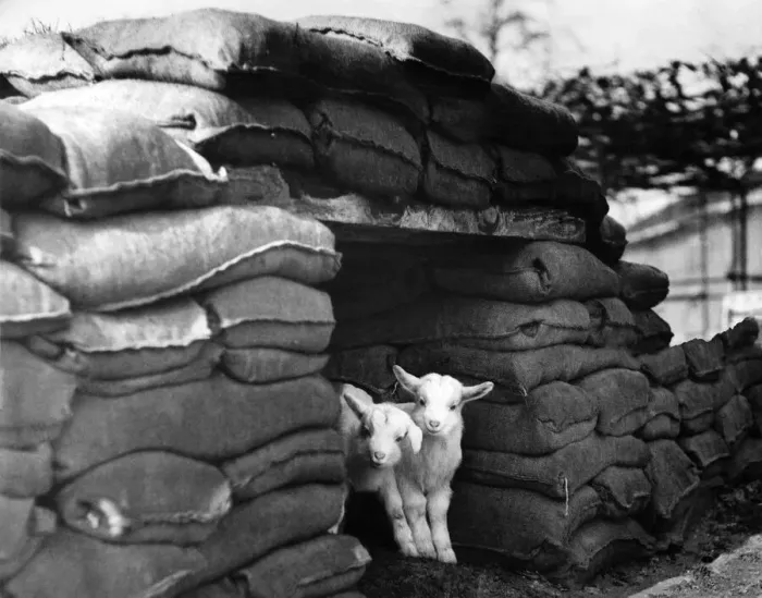 Framed Print : Kids at London Zoo protected by sandbags during World war two. March 1941 Framed Print : Kids at London Zoo protected by sandbags during World war two. March 1941