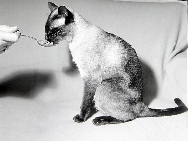 Kikki the siamese cat fed by her owner after being lost