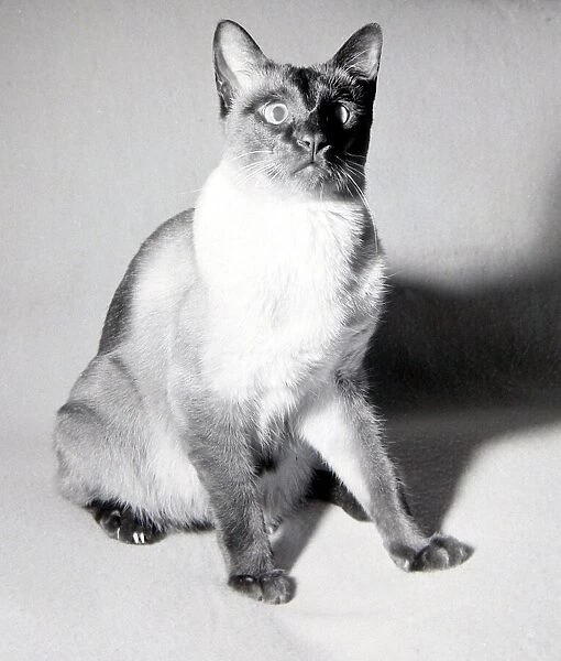 Kikki the siamese cat seen here after being lost and lived for thirty days without food