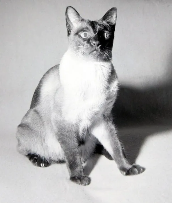 Framed Print : Kikki the siamese cat seen here after being lost and lived for thirty days without food Framed Print : Kikki the siamese cat seen here after being lost and lived for thirty days without food