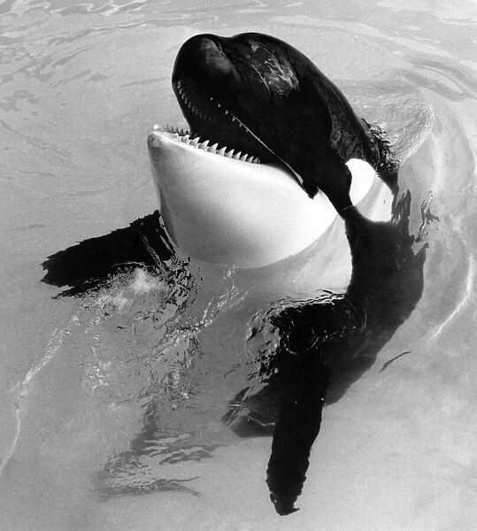 Killer Whale, Nemo. May 1985 P009392