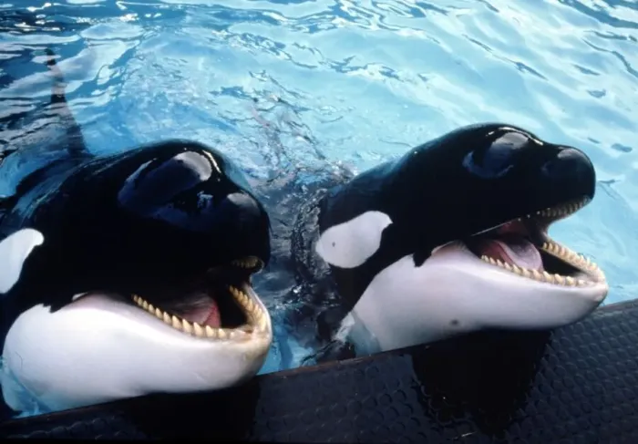 Framed Print : Killer whales Winnie and Nemo at Windsor Safari Park April 1986 Framed Print : Killer whales Winnie and Nemo at Windsor Safari Park April 1986