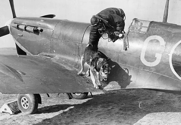 Kim the Alsatian dog is helped off the wing off a Spitfire fighter plane by his master