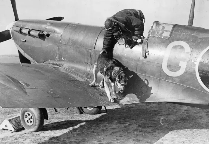 Framed Print : Kim the Alsatian dog is helped off the wing off a Spitfire fighter plane by his master Framed Print : Kim the Alsatian dog is helped off the wing off a Spitfire fighter plane by his master