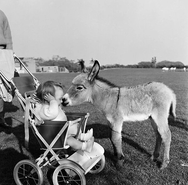 Kim, the baby pygmy donkey, who is a fortnight old, makes the acquaintance of baby Susan