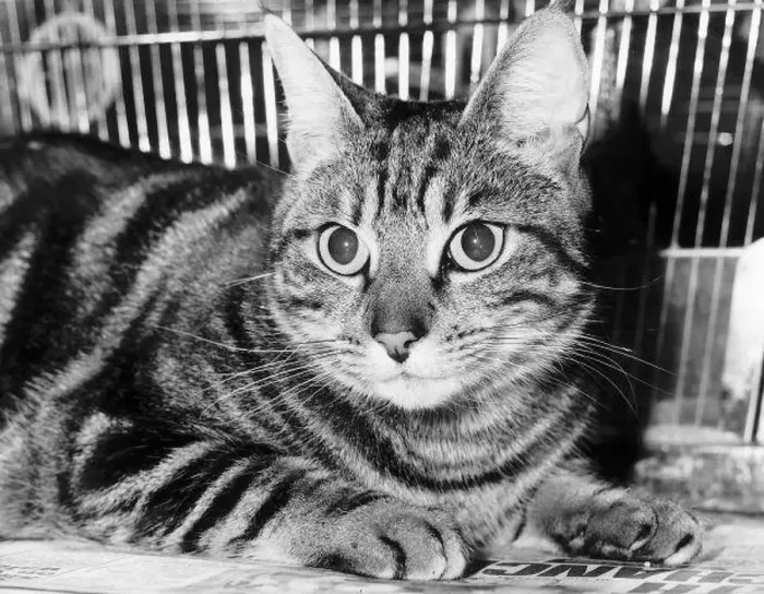 : Kim tha cat Dbase : Kim tha cat Dbase