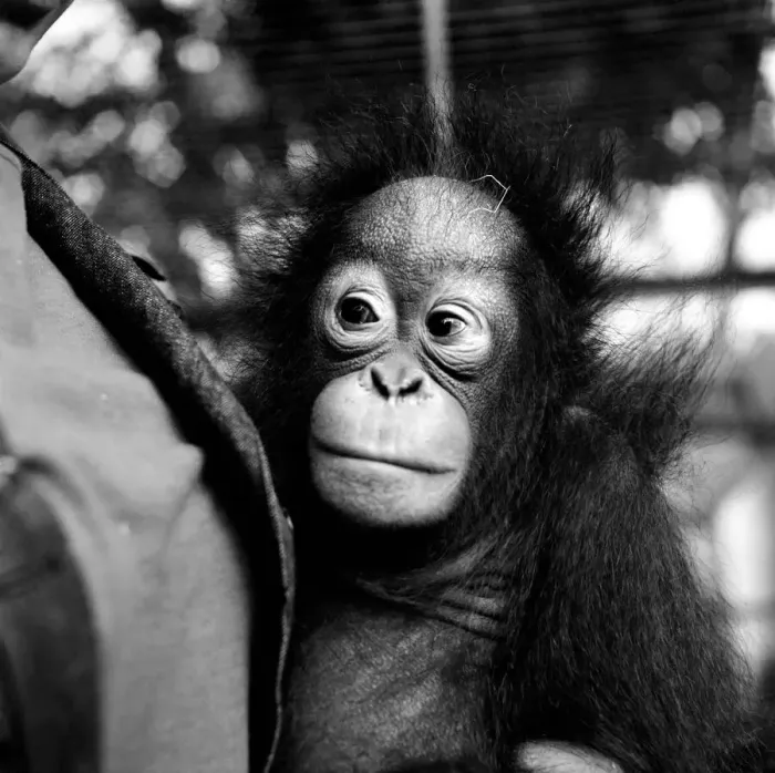 Framed Print : Kimbu the Orang-Utang who was found after a skirmish of troops on the Indonesian border