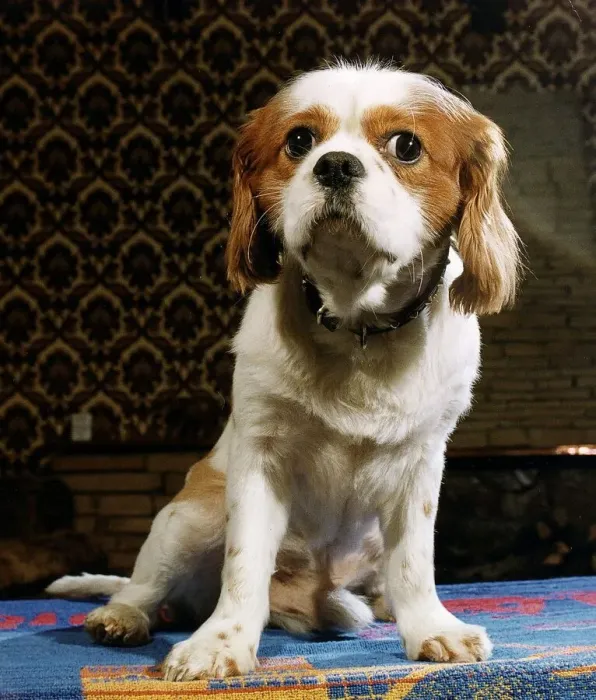 Framed Print : King Charles Spaniel April 1993