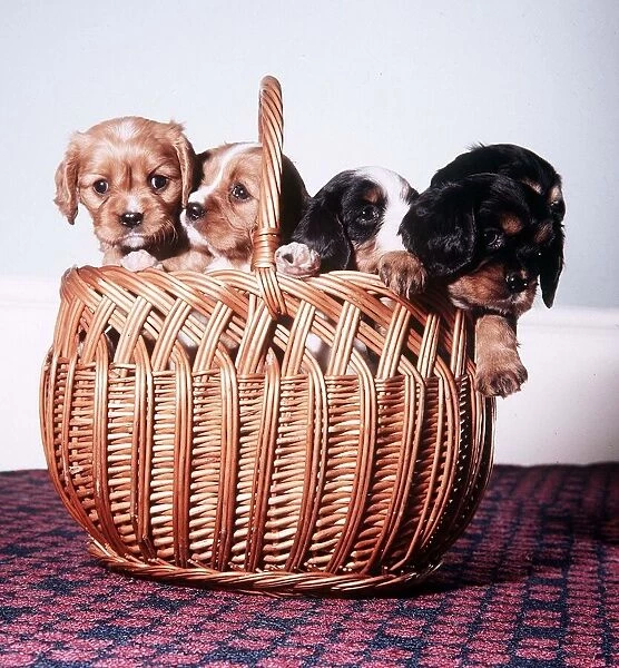 King Charles Spaniel pups in Basket - November 1972