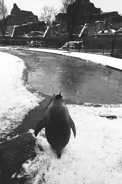 A King Pengiun looks out over a frozen pool in his enclosure at London Zoo following a