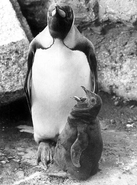 A King-Size call for more. A hungry king-sized penguin chick demands some more food