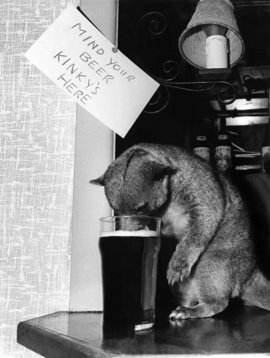 Framed Print : Kinky the honey bear who has a taste for beer drinking from a pint glass at a pub in Framed Print : Kinky the honey bear who has a taste for beer drinking from a pint glass at a pub in