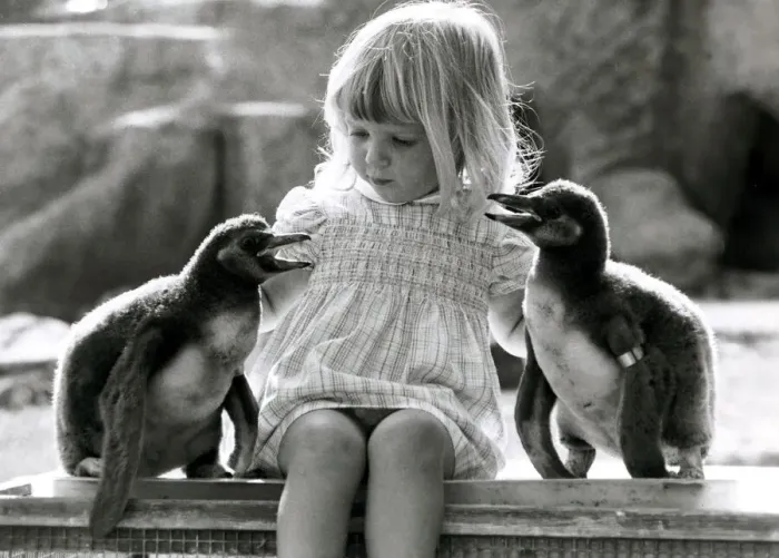 Framed Print : Kirsten Ogilvie in charge of two baby penguins- September 1981