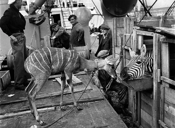 Kismayu - a baby kudu from Somaliland - looking none the worse for a four-week sea trip