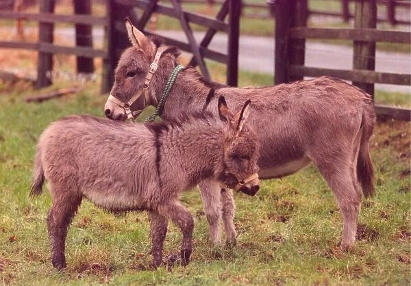 Kismet the donkey with her foal Topaz