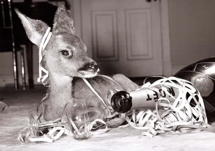 Framed Print : Kiss-Kiss the baby deer with a bottle of champagne at her owners home at Kilverstone