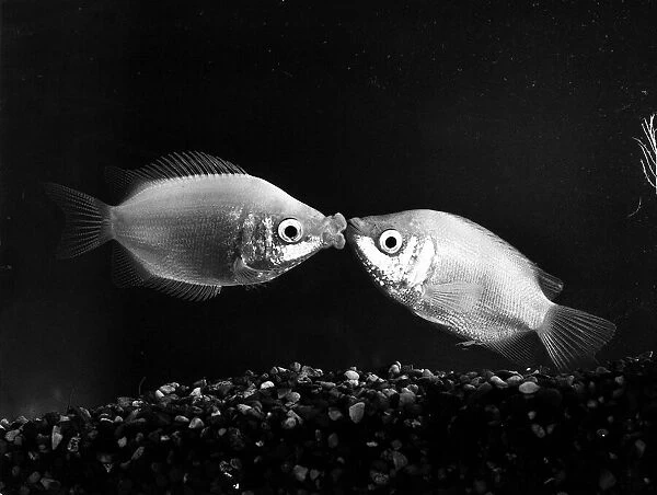 Kissing Gourmis December 1984 These two fish lives at Finnetts pet shop at
