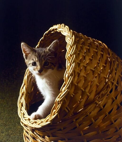Kitten in a basket circa 1990