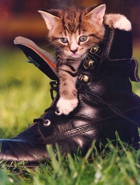 A kitten in a boot